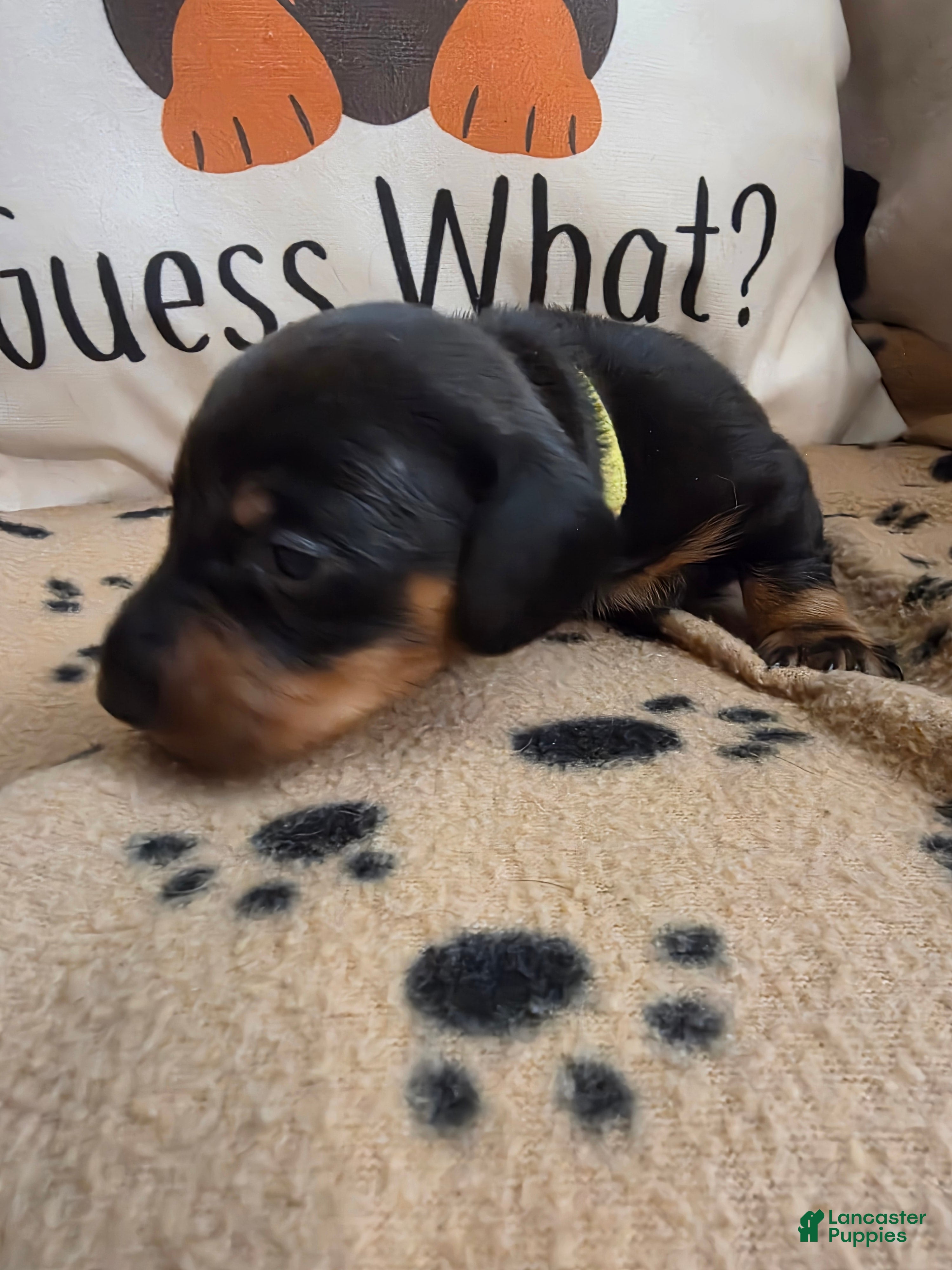 Miniature Dachshund dogs Ernie - Ad 2