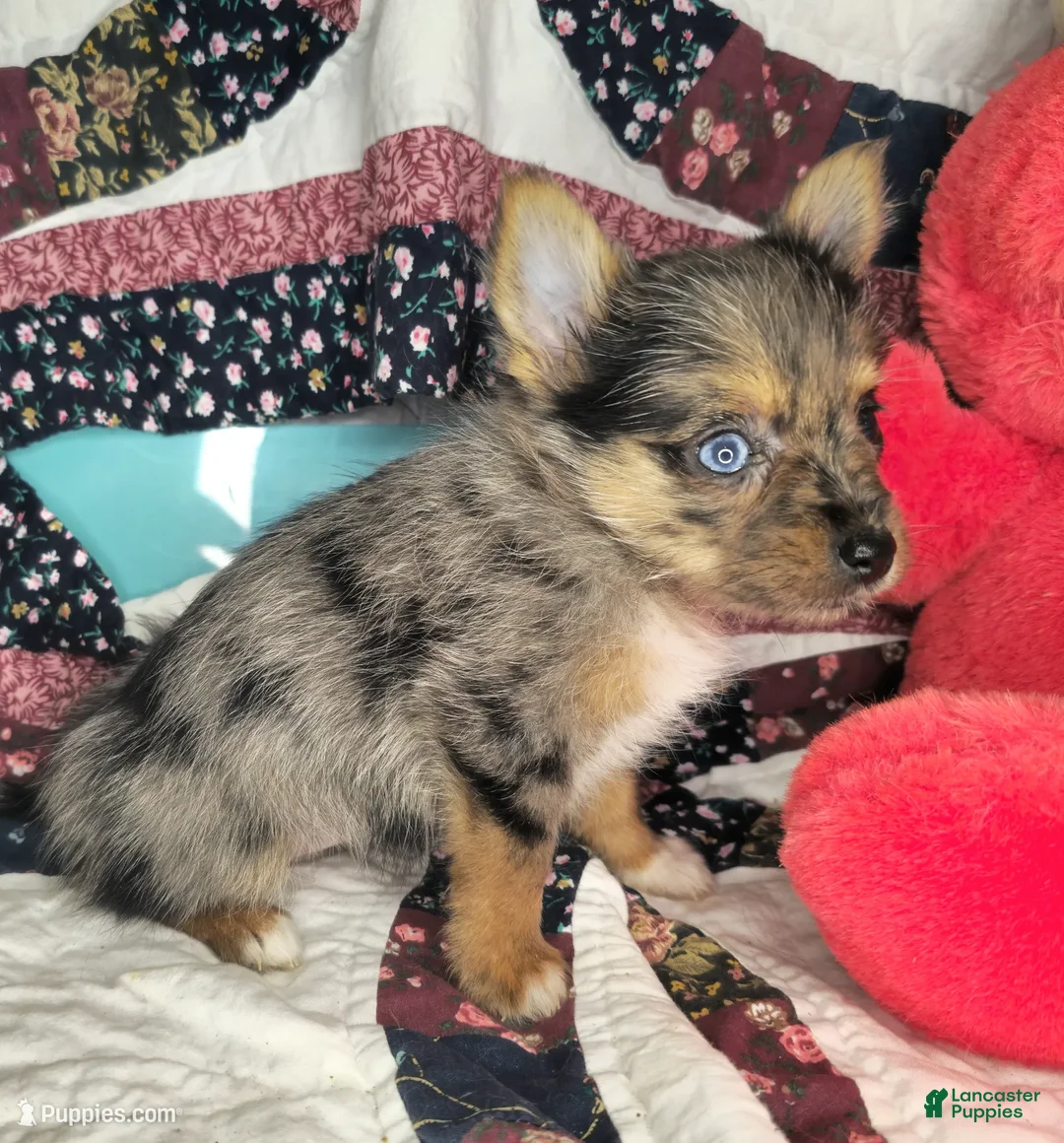 Mixed Breed dogs for sale: Indya F (Yorky-Pom) - Ad 3