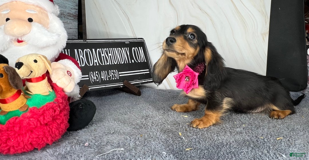 Dachshund dogs for sale: Import - Ad 2