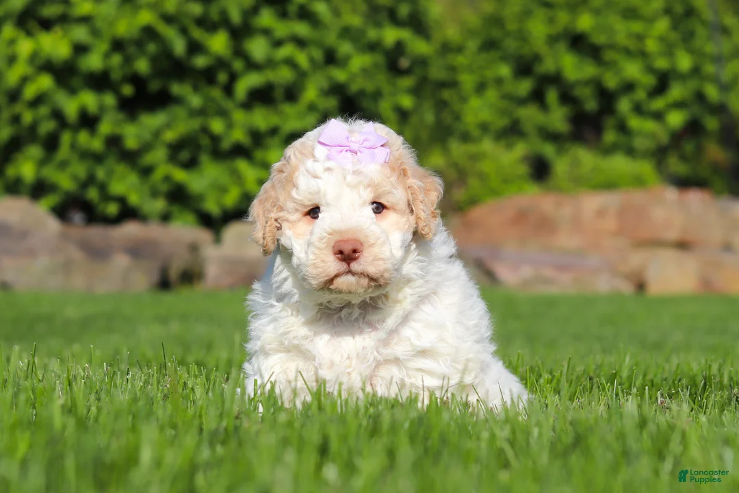 Lagotto Romagnolo dogs for sale: Kaylee - Ad 2