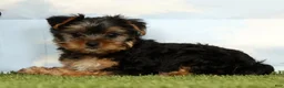 Yorkshire Terrier dogs for sale: Keesha - Ad 3