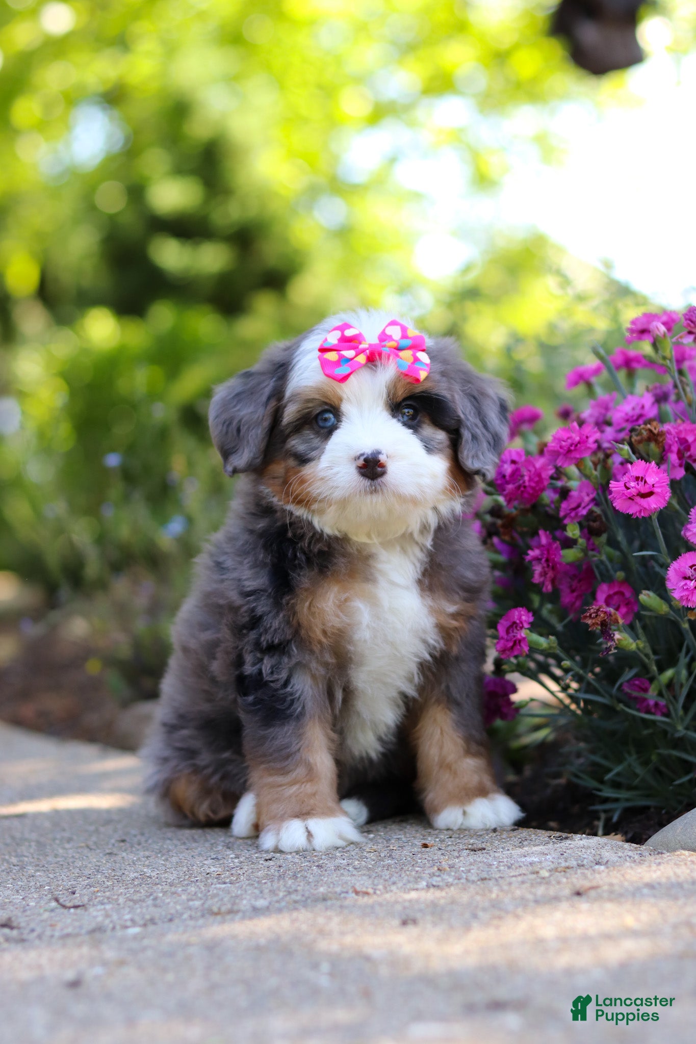 Mini Bernedoodle dogs Sunny - Ad 2