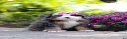 Mini Bernedoodle dogs for sale: Sunny - Ad 2