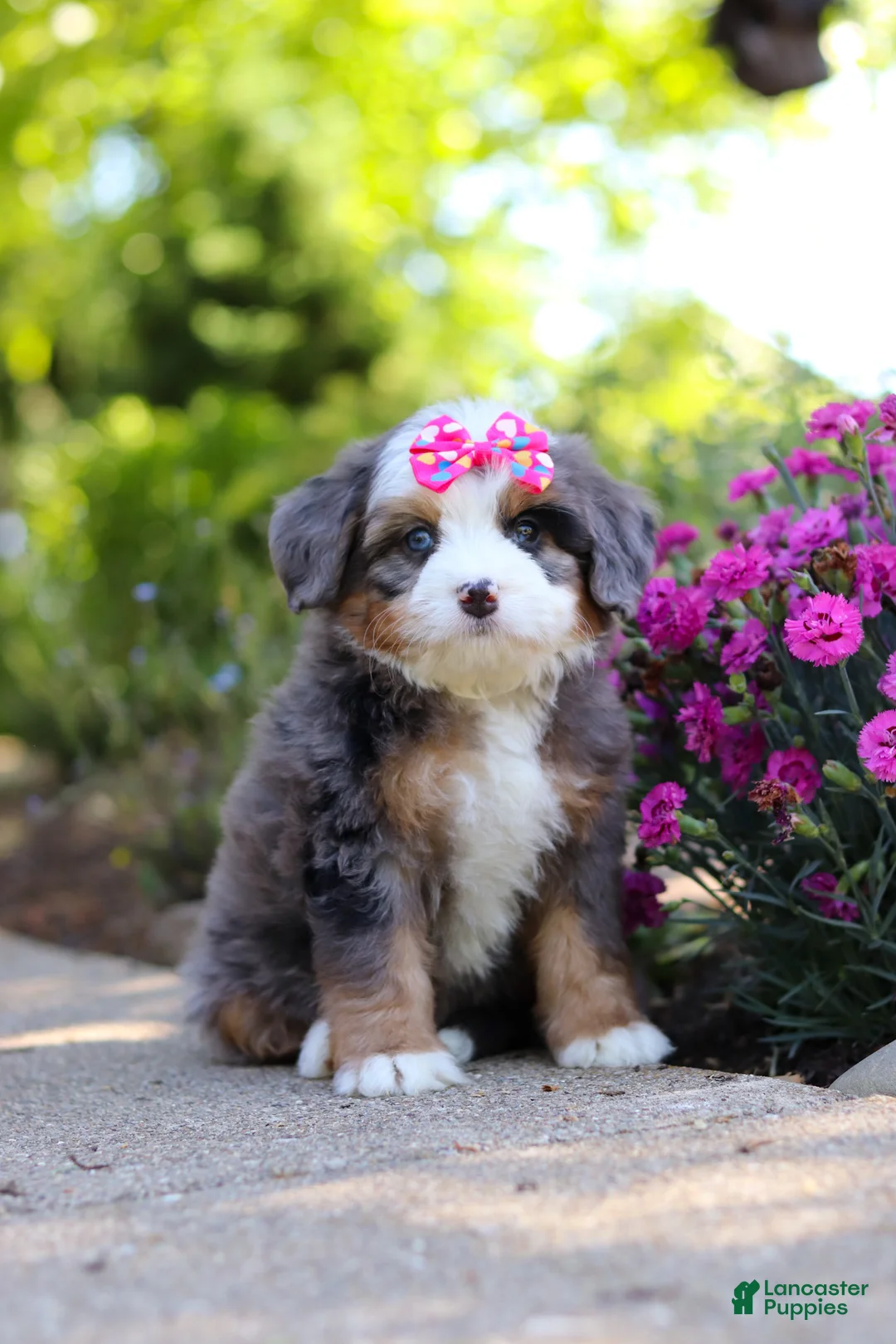 Mini Bernedoodle dogs for sale: Sunny - Ad 2