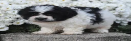 Teddy Bear dogs for sale: Ashley - Ad 6