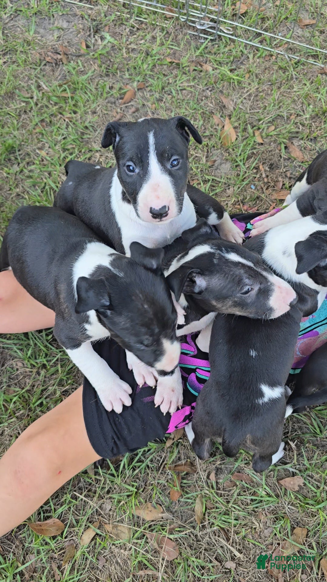 Bull Terrier