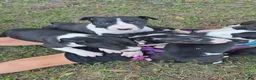 Bull Terrier dogs for sale: Bull Terrier 6 - Ad 1