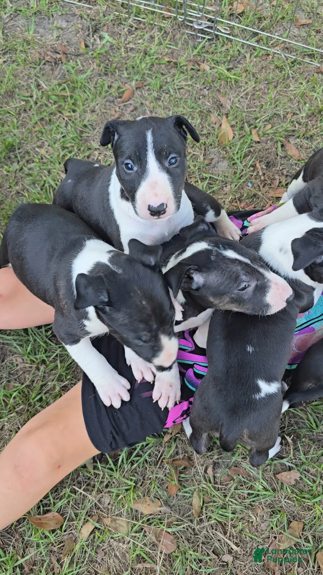 Bull Terrier dogs for sale: Bull Terrier 6 - Ad 1