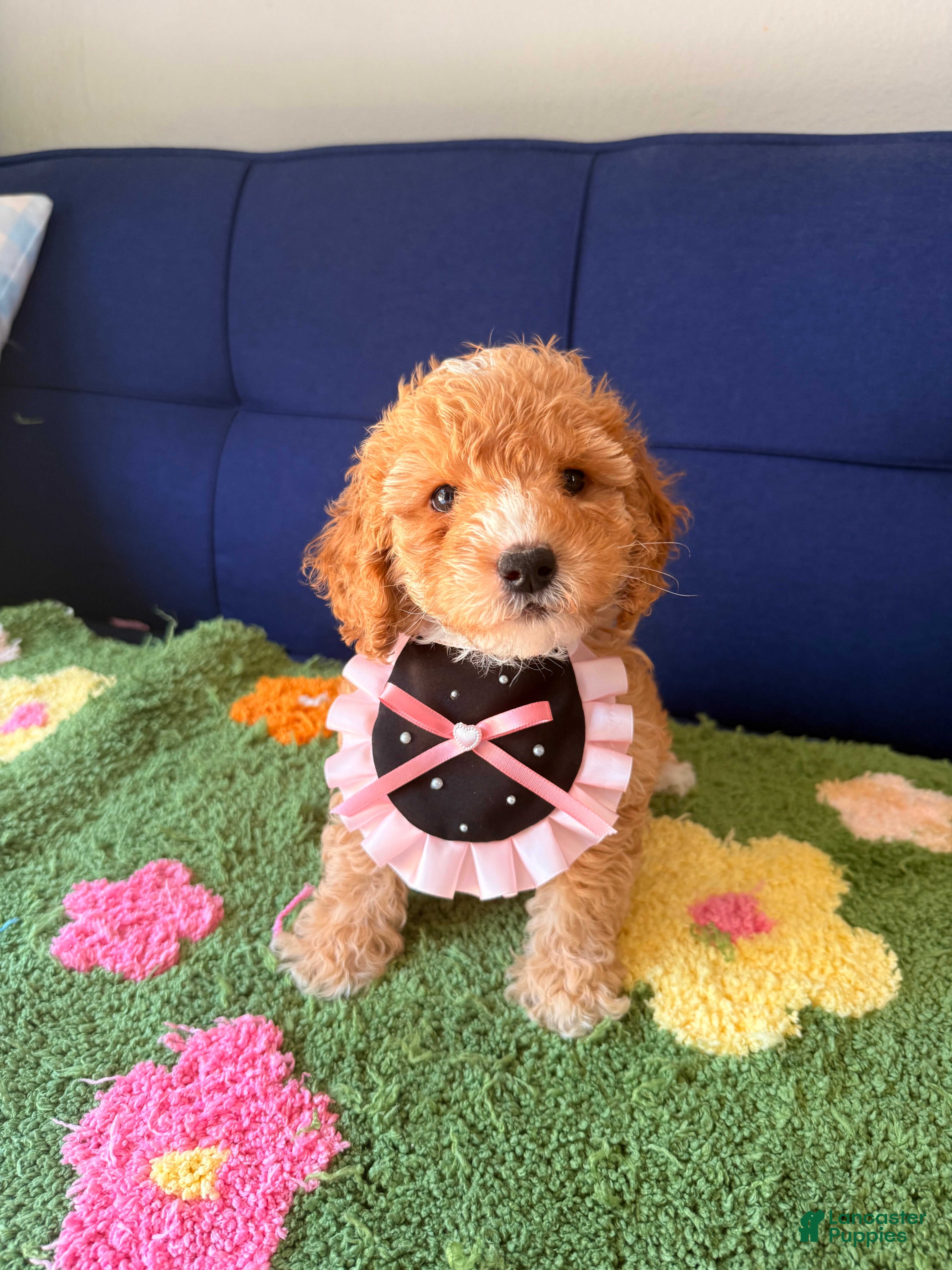 Mini Goldendoodle dogs mia - Ad 1