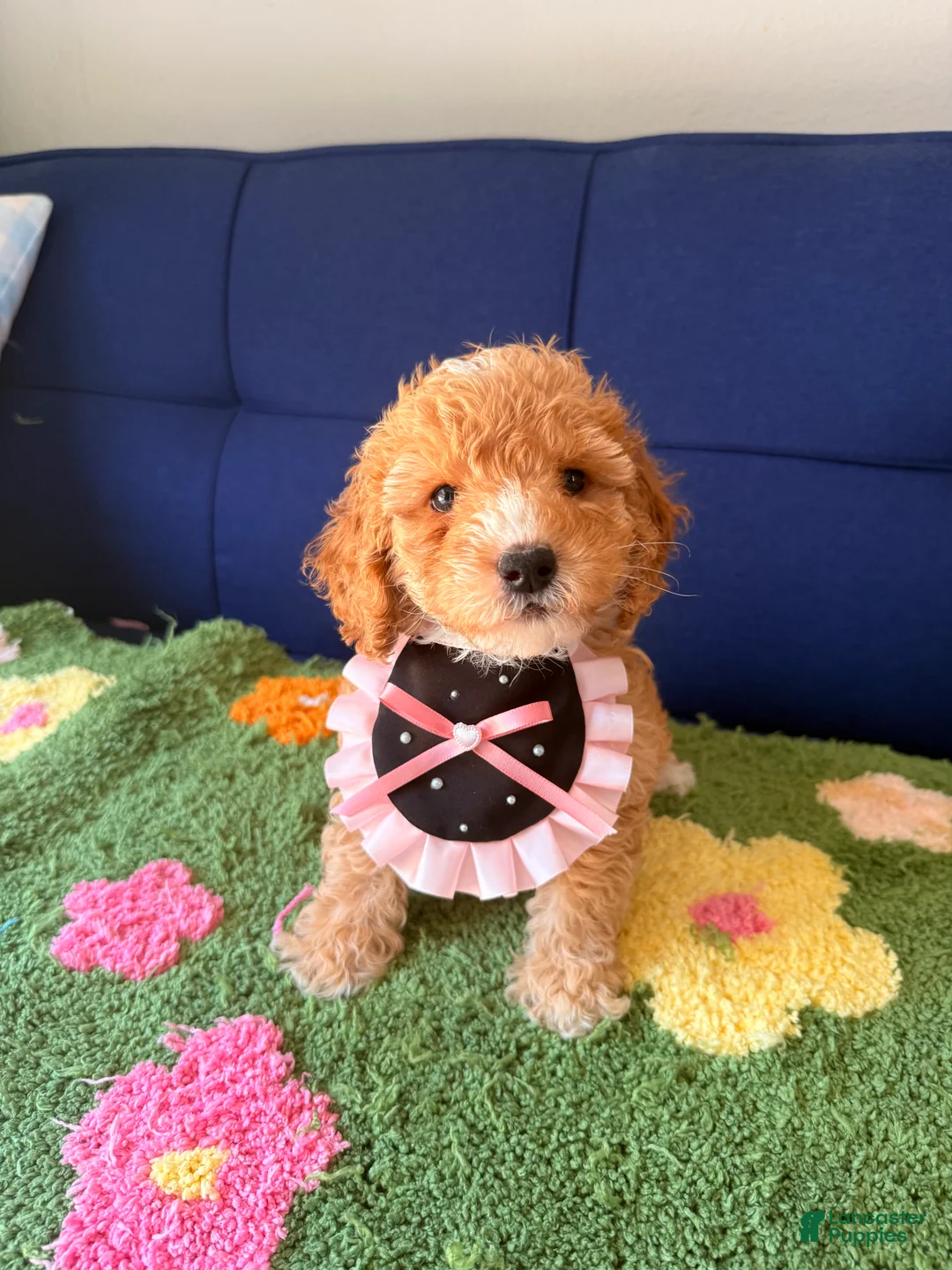 Mini Goldendoodle dogs for sale: mia - Ad 1