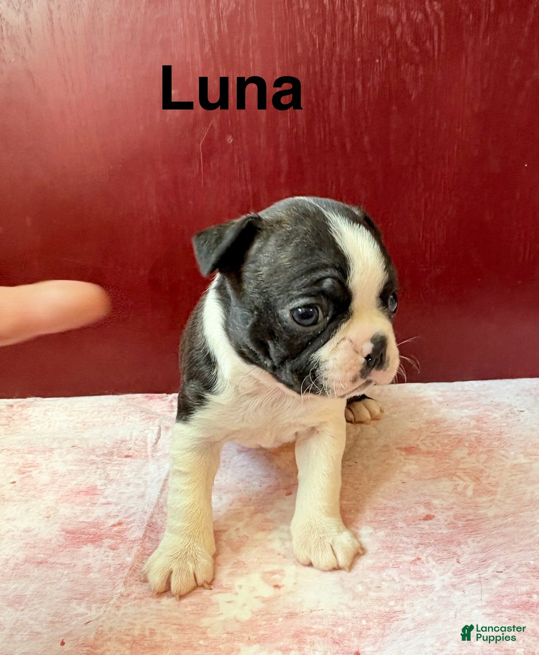 Boston Terrier dogs for sale: Boston Terrier Puppy 4 - Ad 3