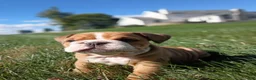 English Bulldog dogs for sale: Autumn  - Ad 4