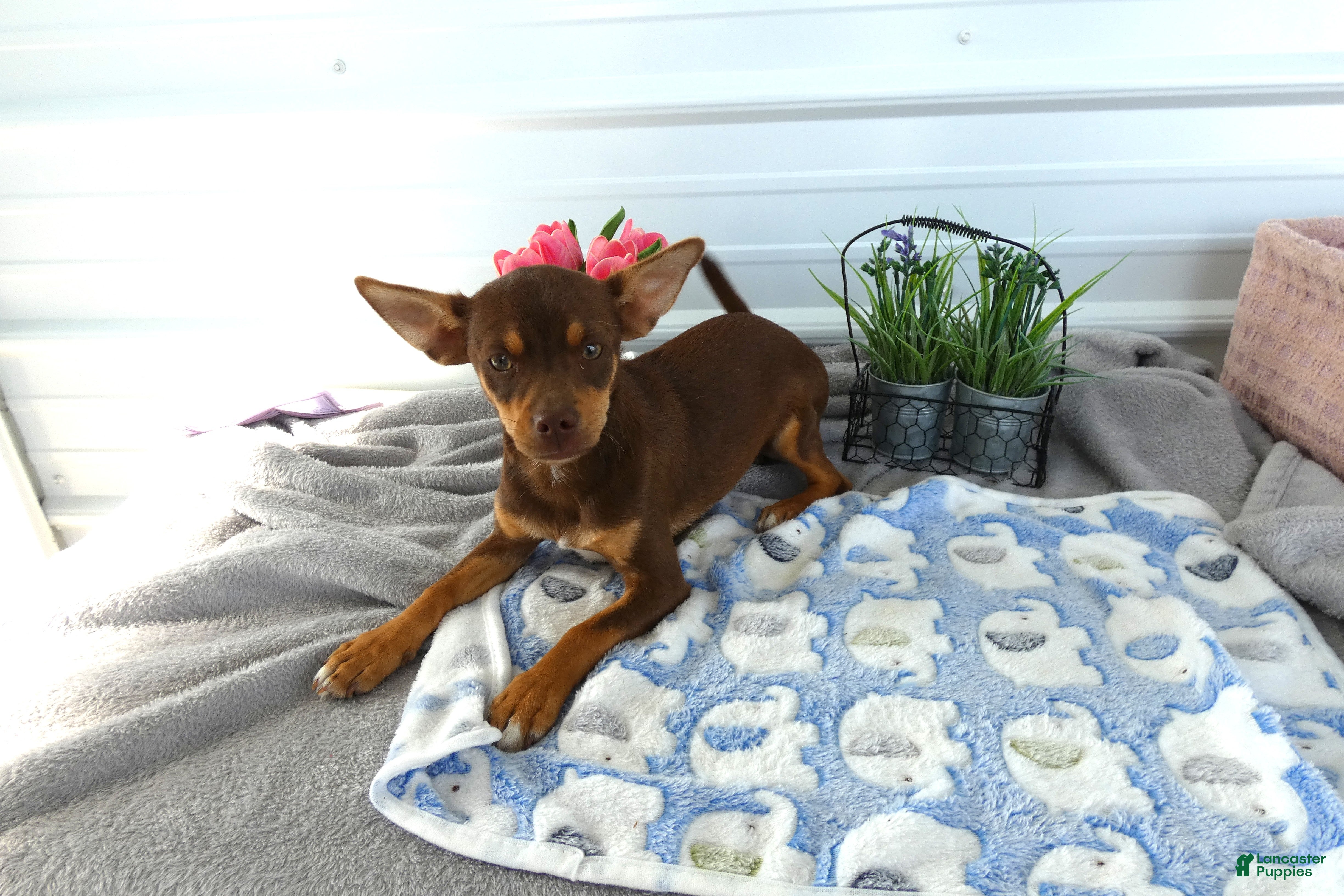 Chihuahua dogs Chihuahua 3 Choclater - Ad 40