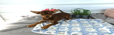 Chihuahua 3 Choclater