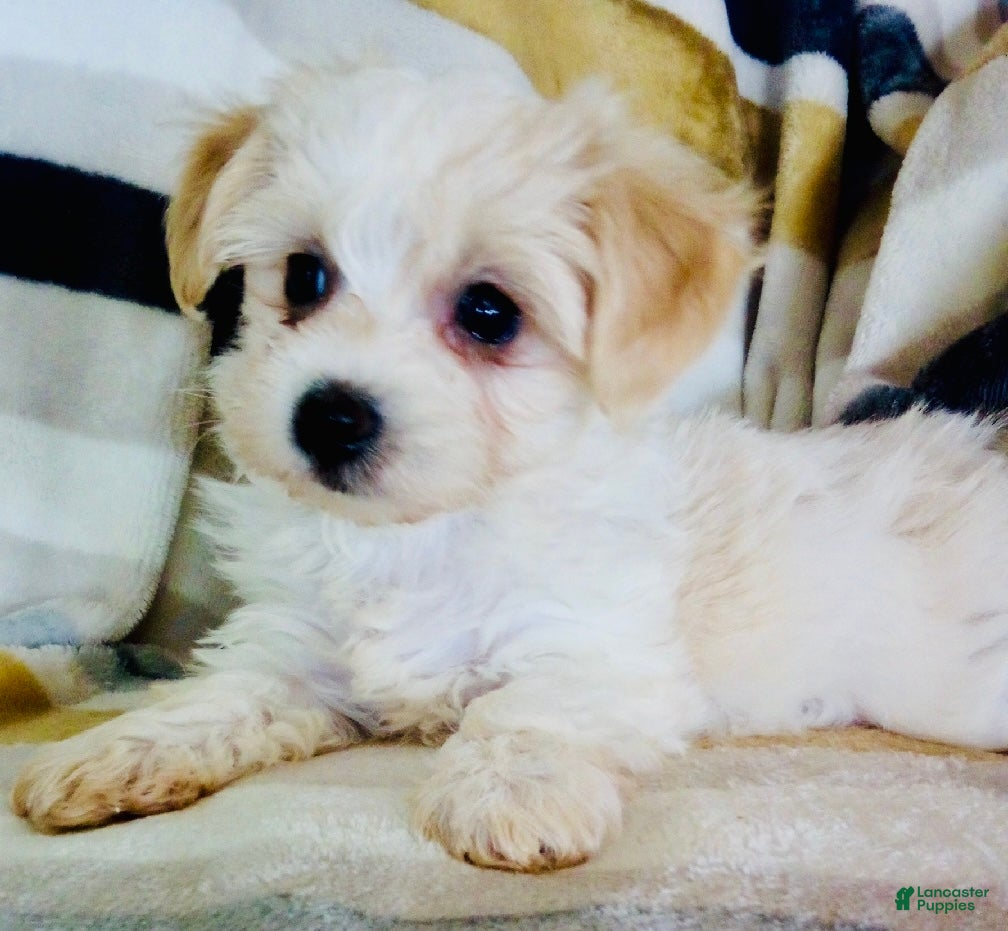 Yochon dogs for sale: Minnie - Ad 15