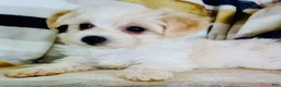 Yochon dogs for sale: Minnie - Ad 1