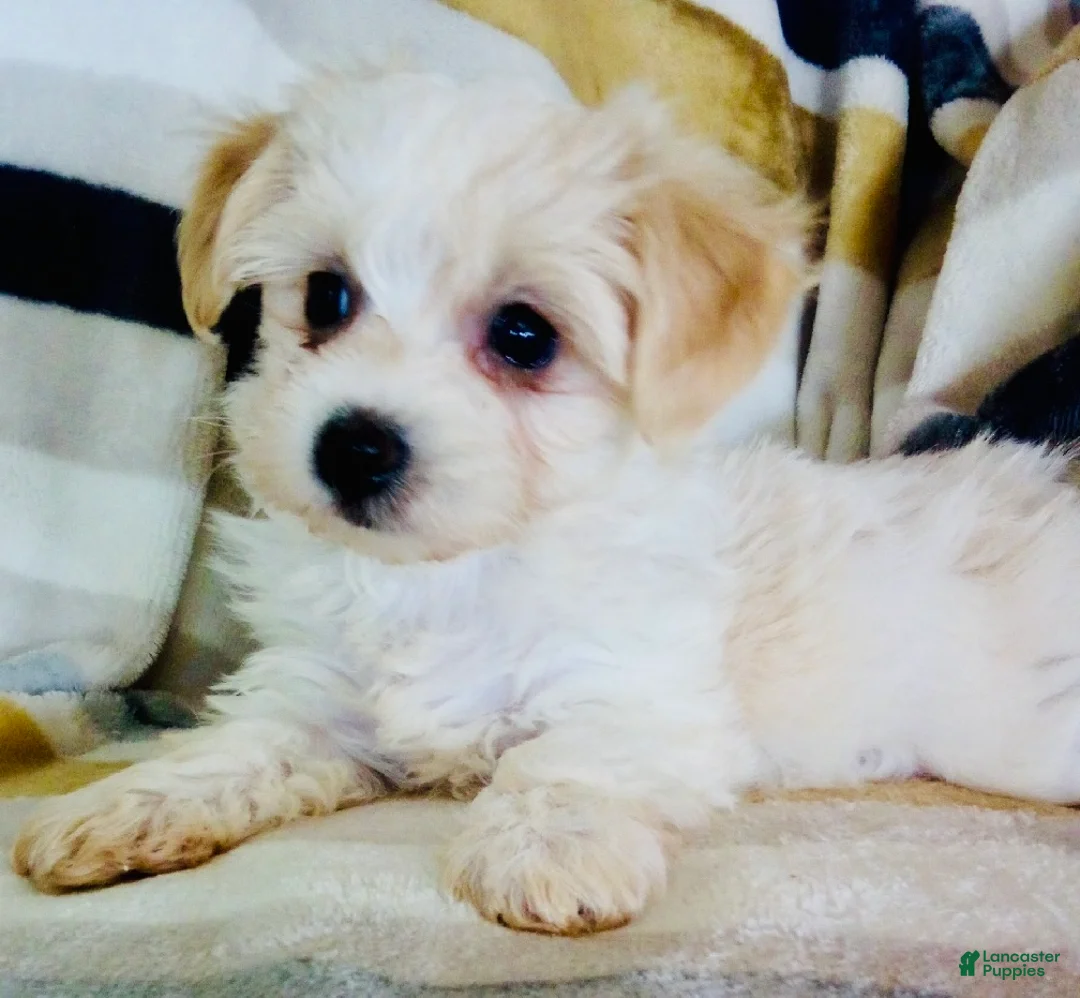 Yochon dogs for sale: Minnie - Ad 1