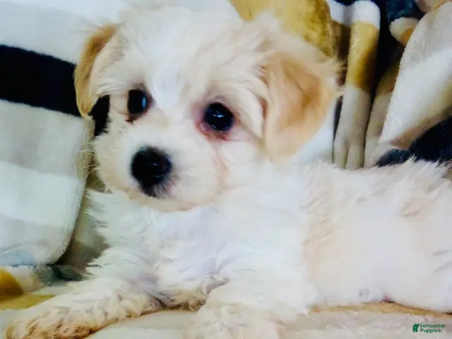 Yochon dogs for sale: Minnie - Ad 15