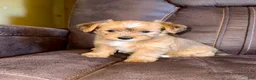 Yorkshire Terrier dogs for sale: Yorkshire Terrier 1 - Ad 4