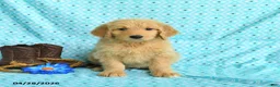 Goldendoodle dogs for sale: Marcy - Ad 1