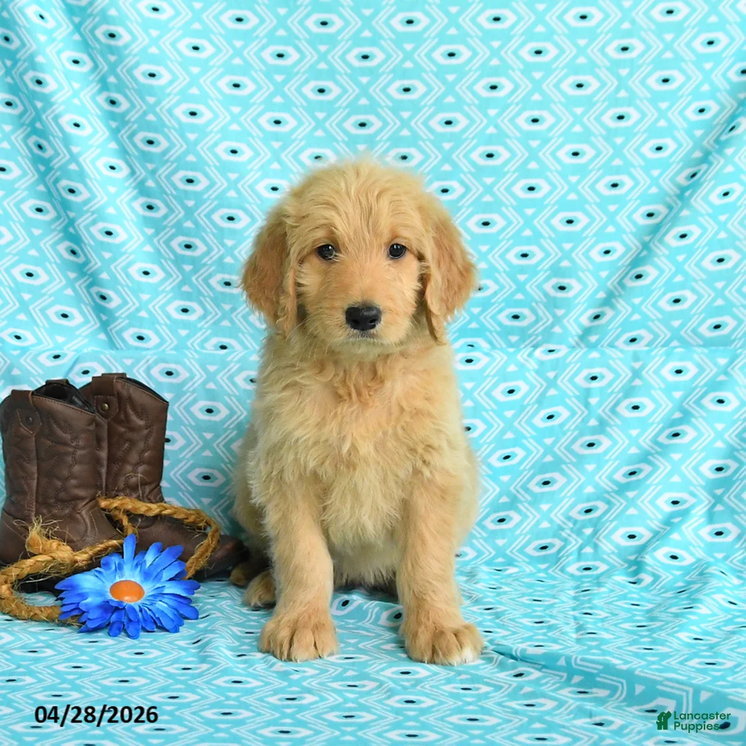 Goldendoodle dogs for sale: Marcy - Ad 1