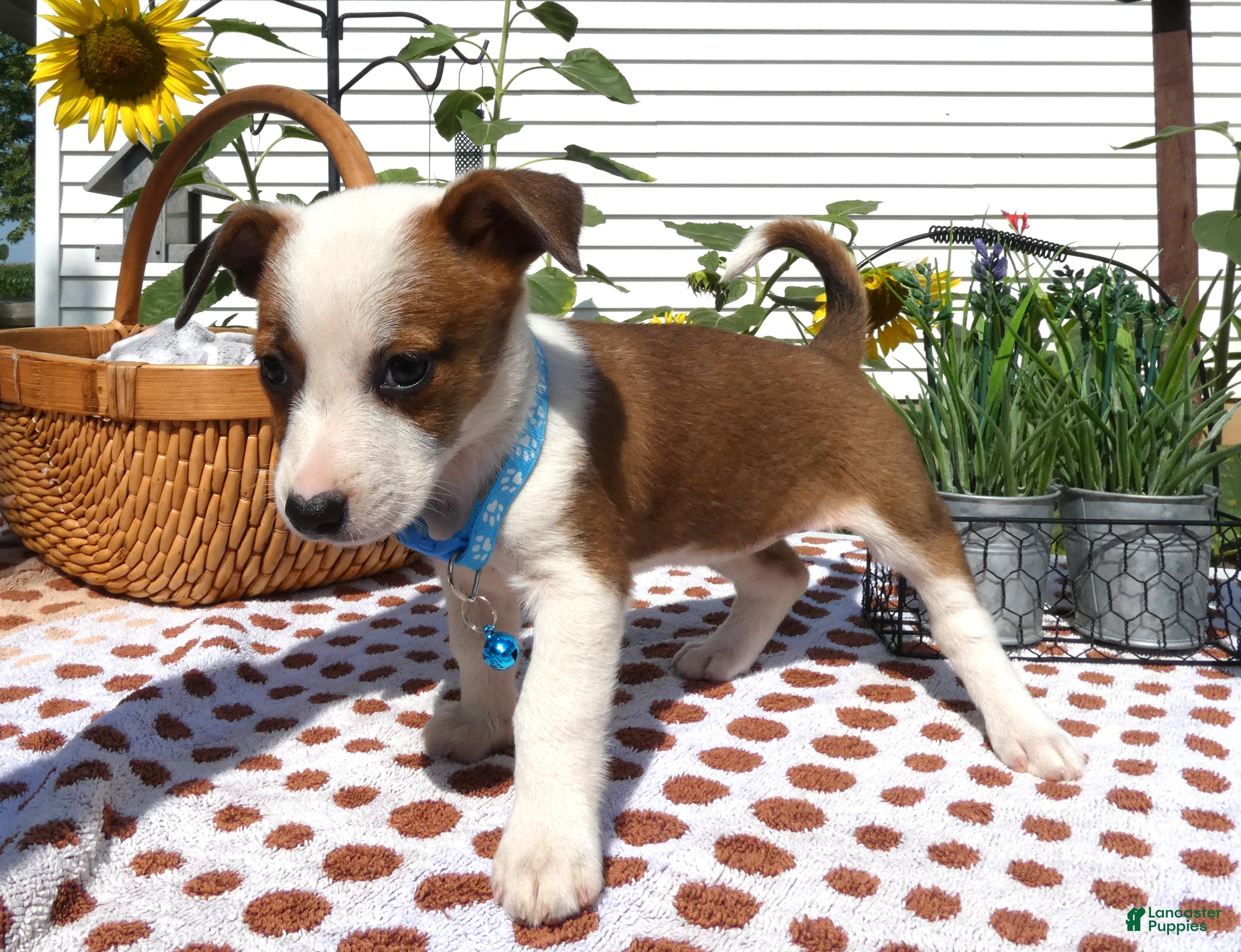 Jack Chi dogs Jack Chi 11 Tulip - Ad 40