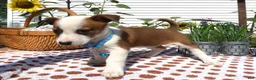 Jack Chi dogs for sale: Jack Chi 11 Tulip - Ad 1