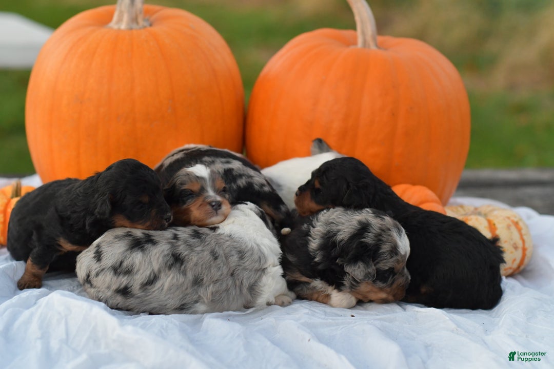 Mini Aussiedoodle dogs for sale: Bear - Ad 9