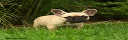 French Bulldog dogs for sale: Marley - Ad 3