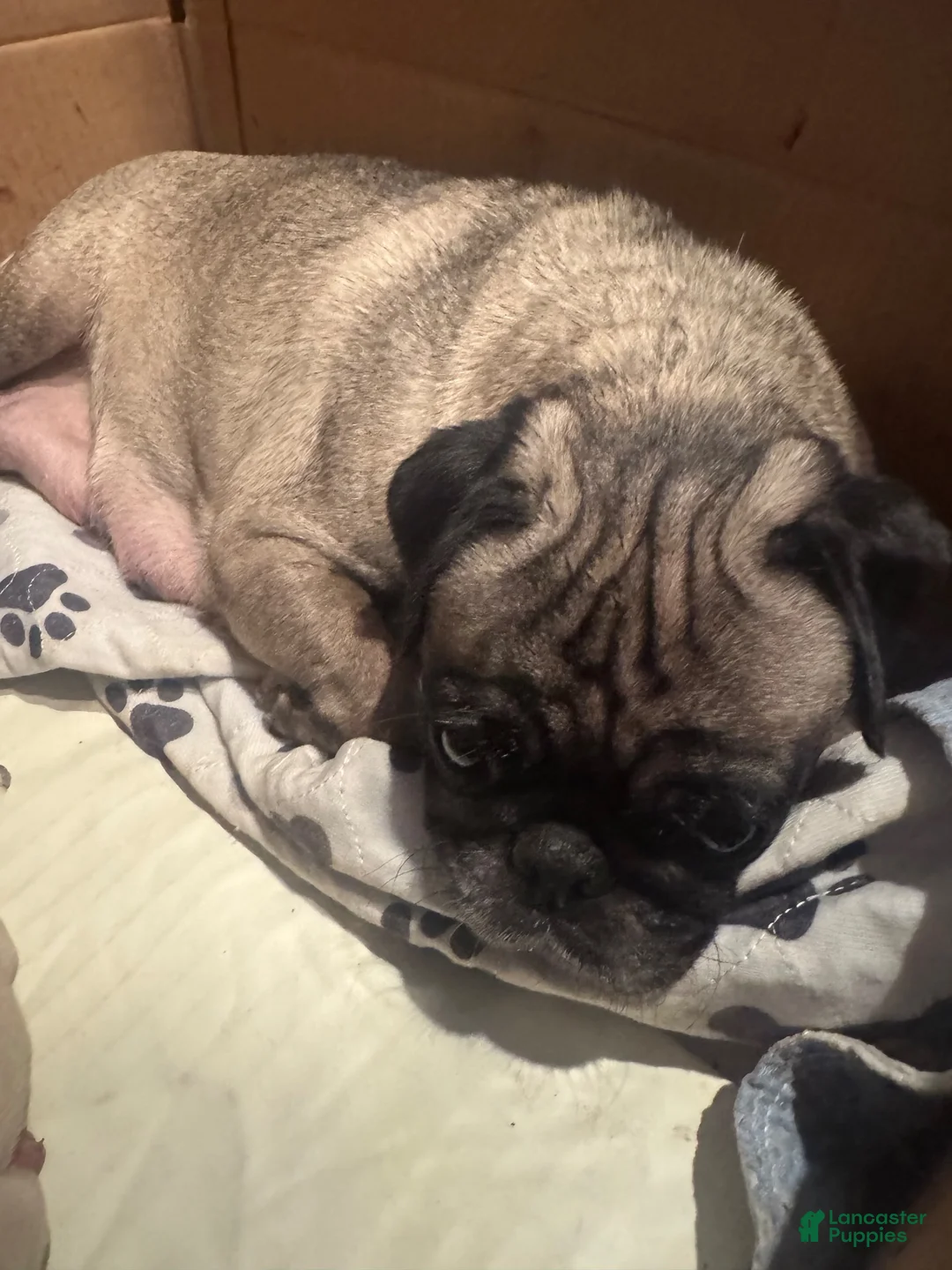 Frug dogs for sale: Frug 4 - Ad 14