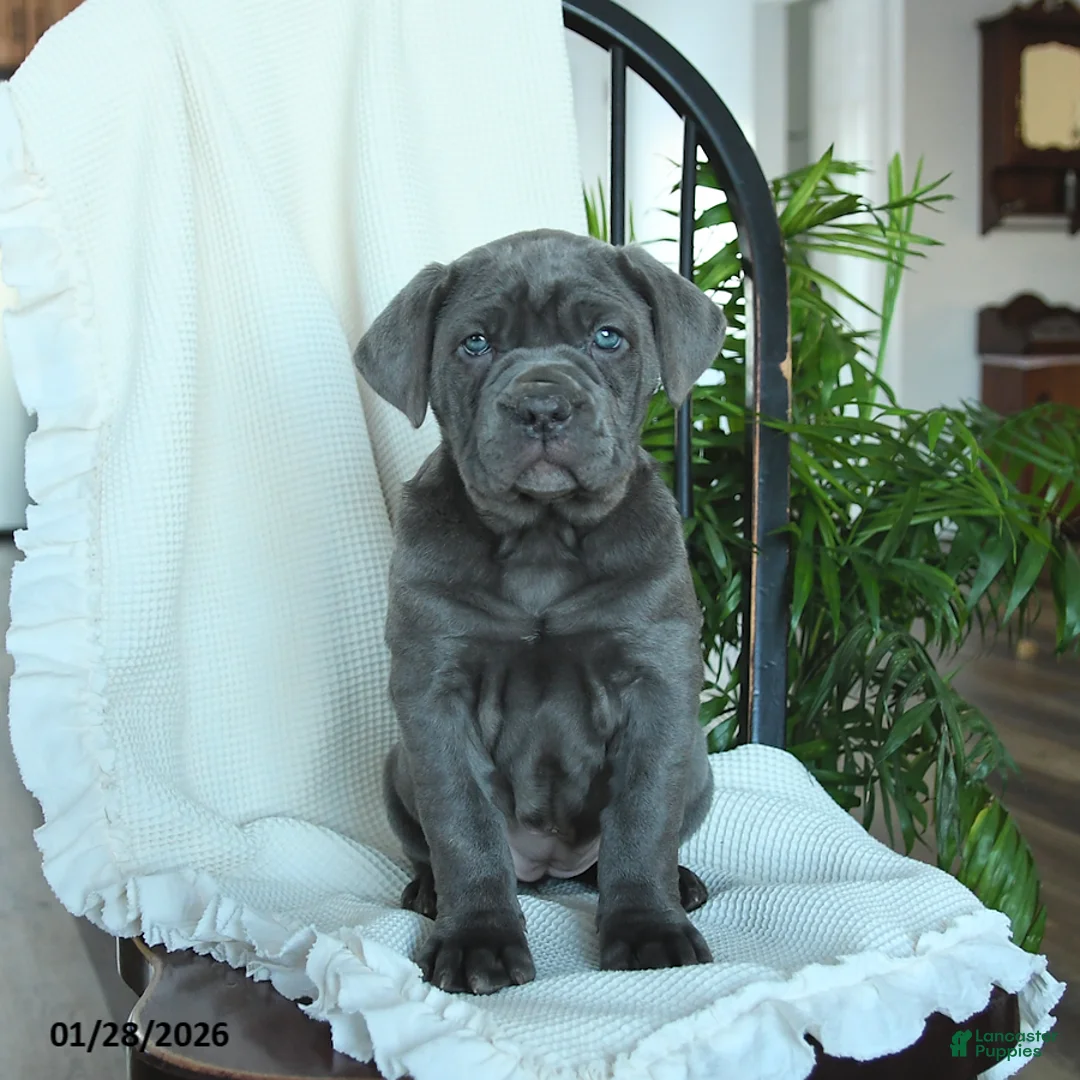 Cane Corso dogs for sale: Annie - Ad 5