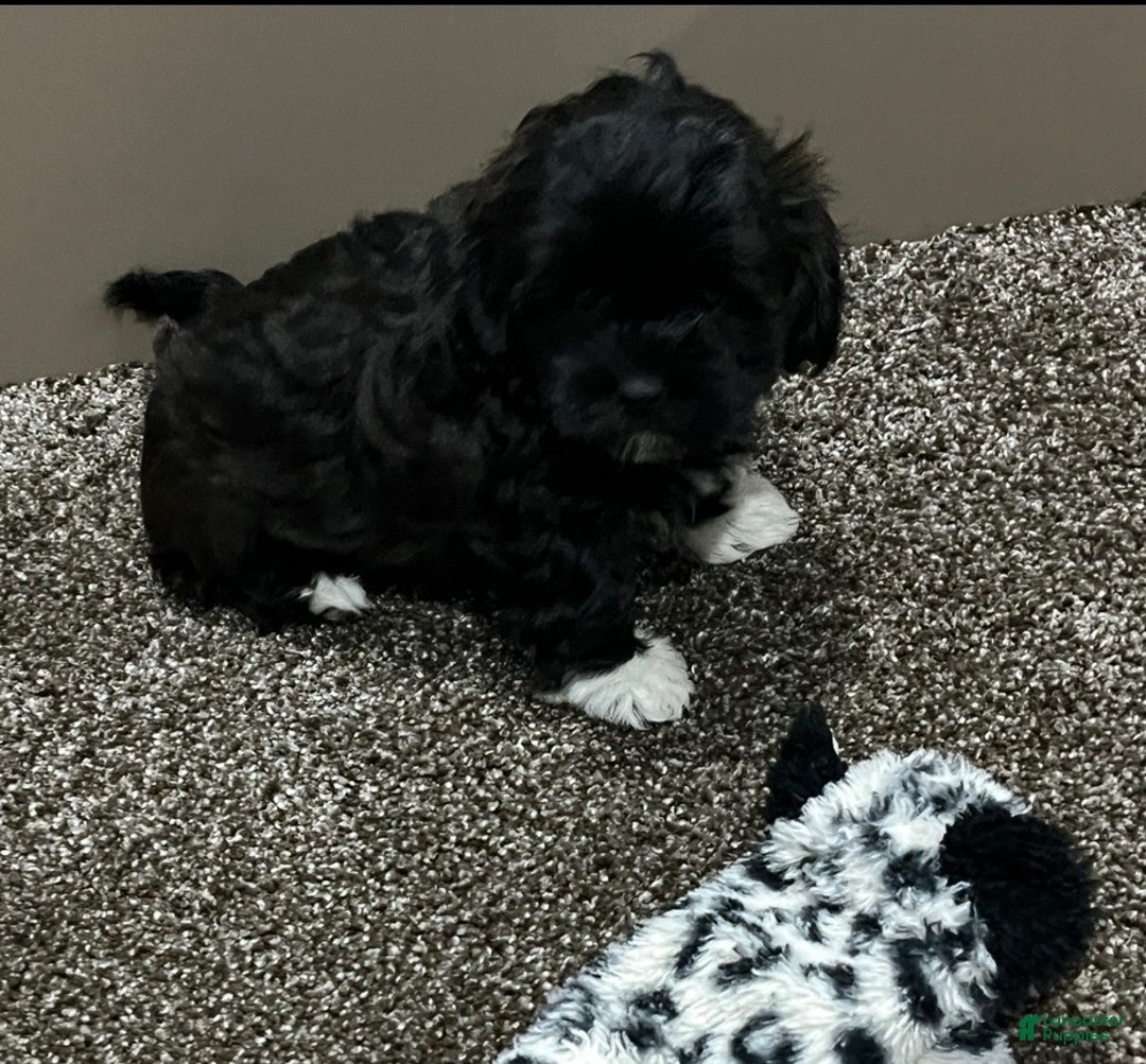 Shihpoo dogs for sale: Millie - Ad 5