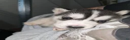 Siberian Husky dogs for sale: Siberian Husky Puppy 2 - Ad 12