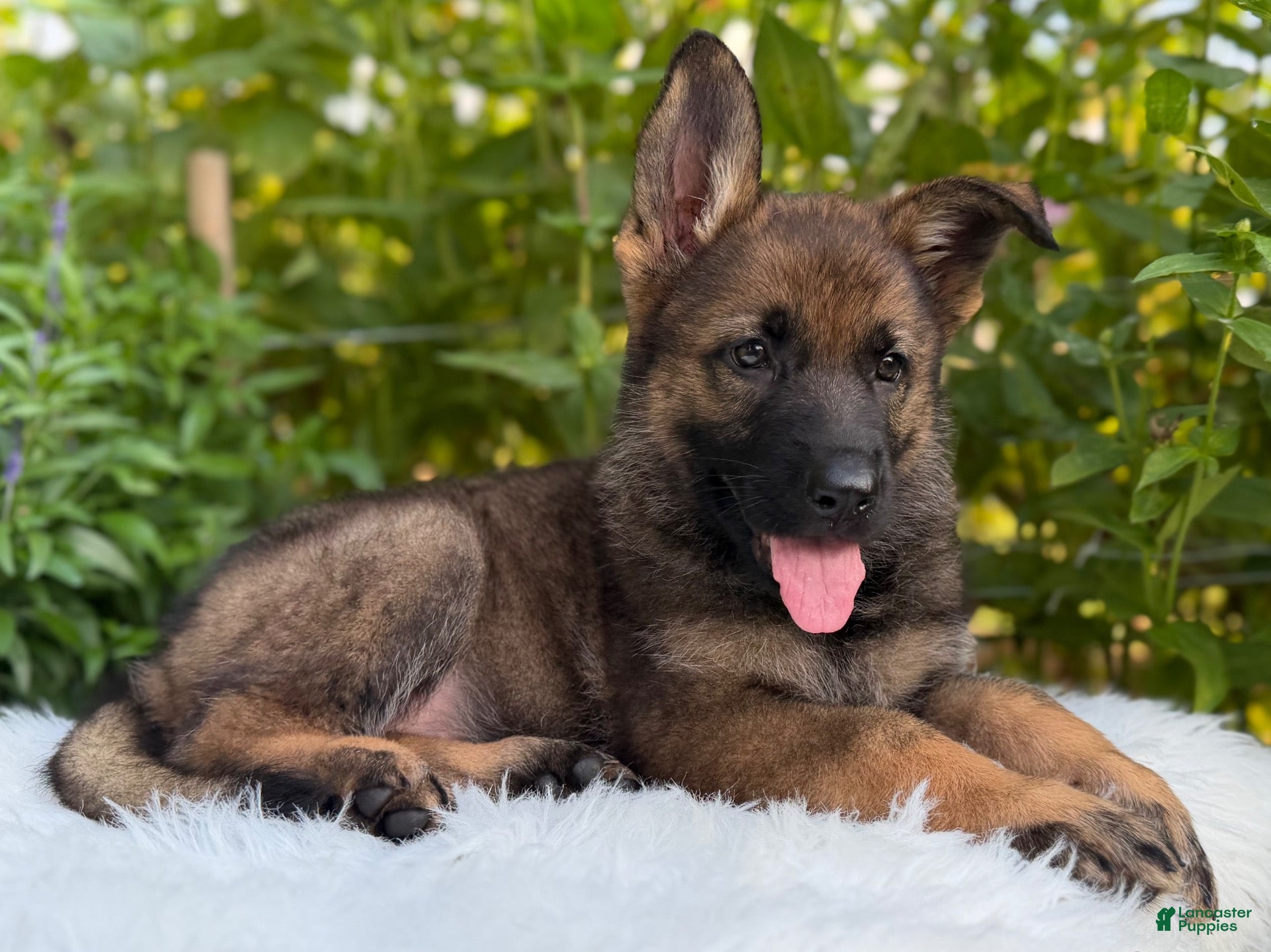 German Shepherd dogs Storm - Ad 2