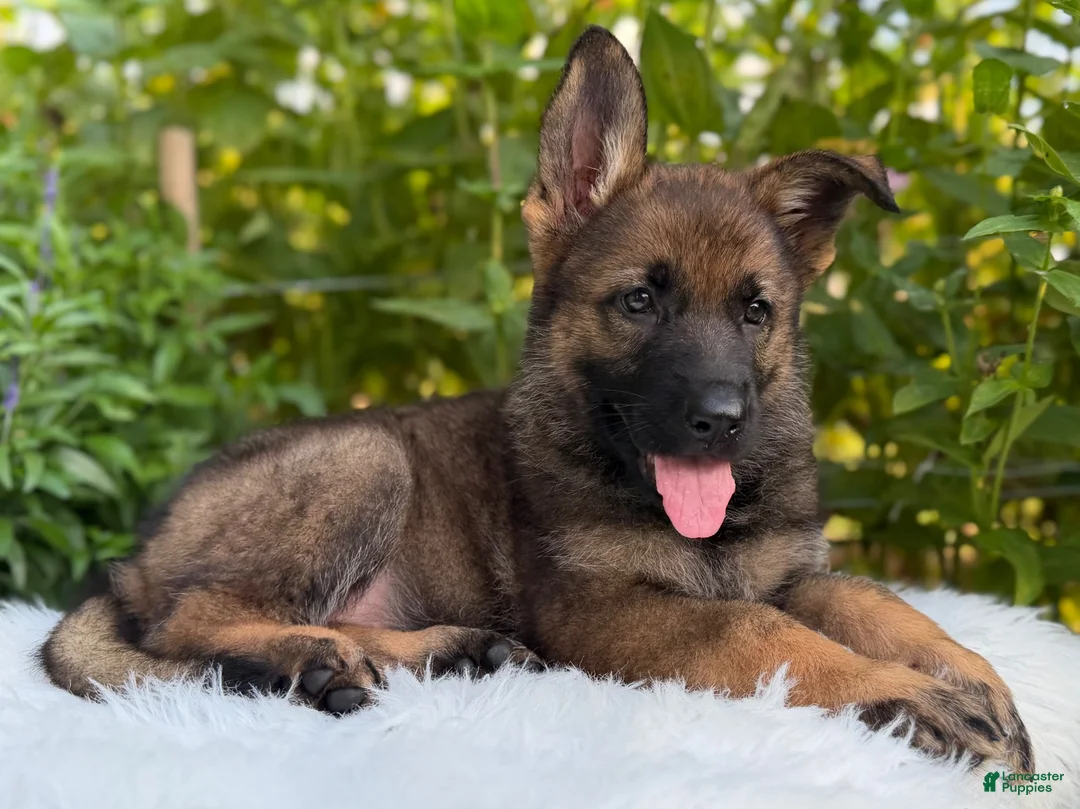 German Shepherd dogs for sale: Storm - Ad 2