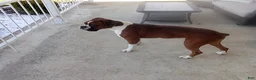 Boxer dogs for sale: Dozer - Ad 8