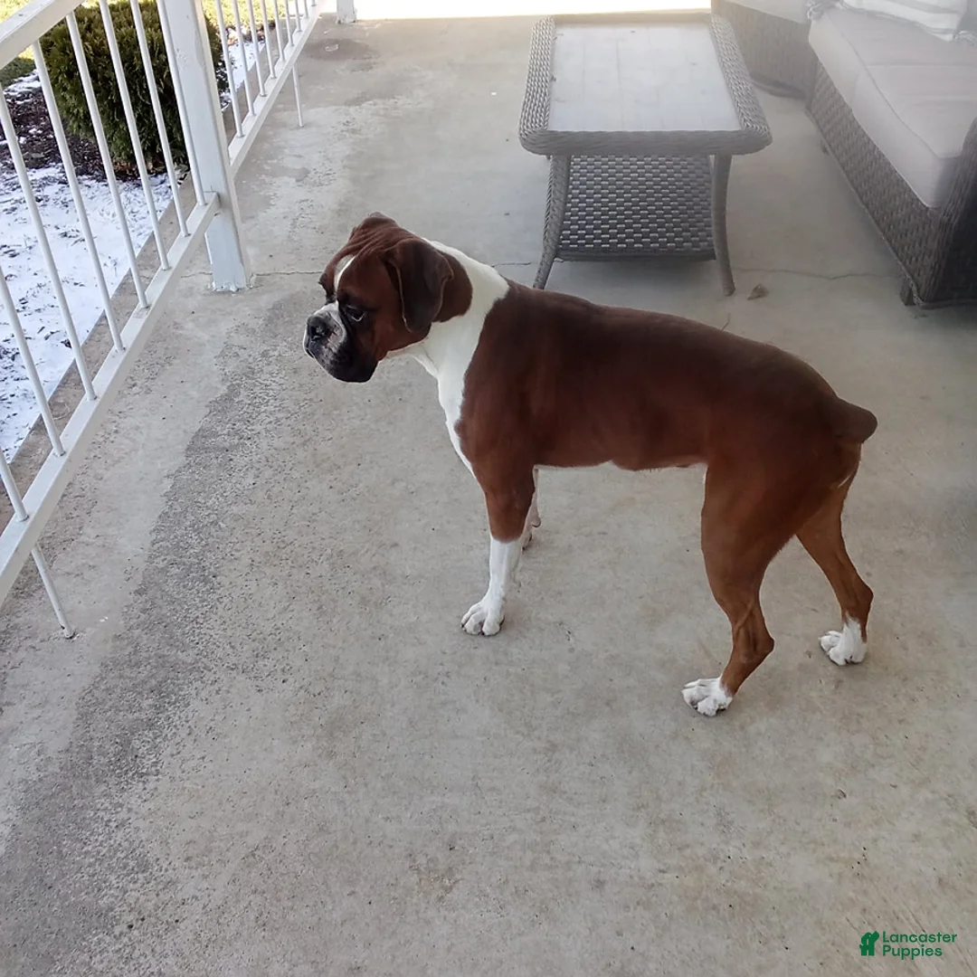 Boxer dogs for sale: Dozer - Ad 8