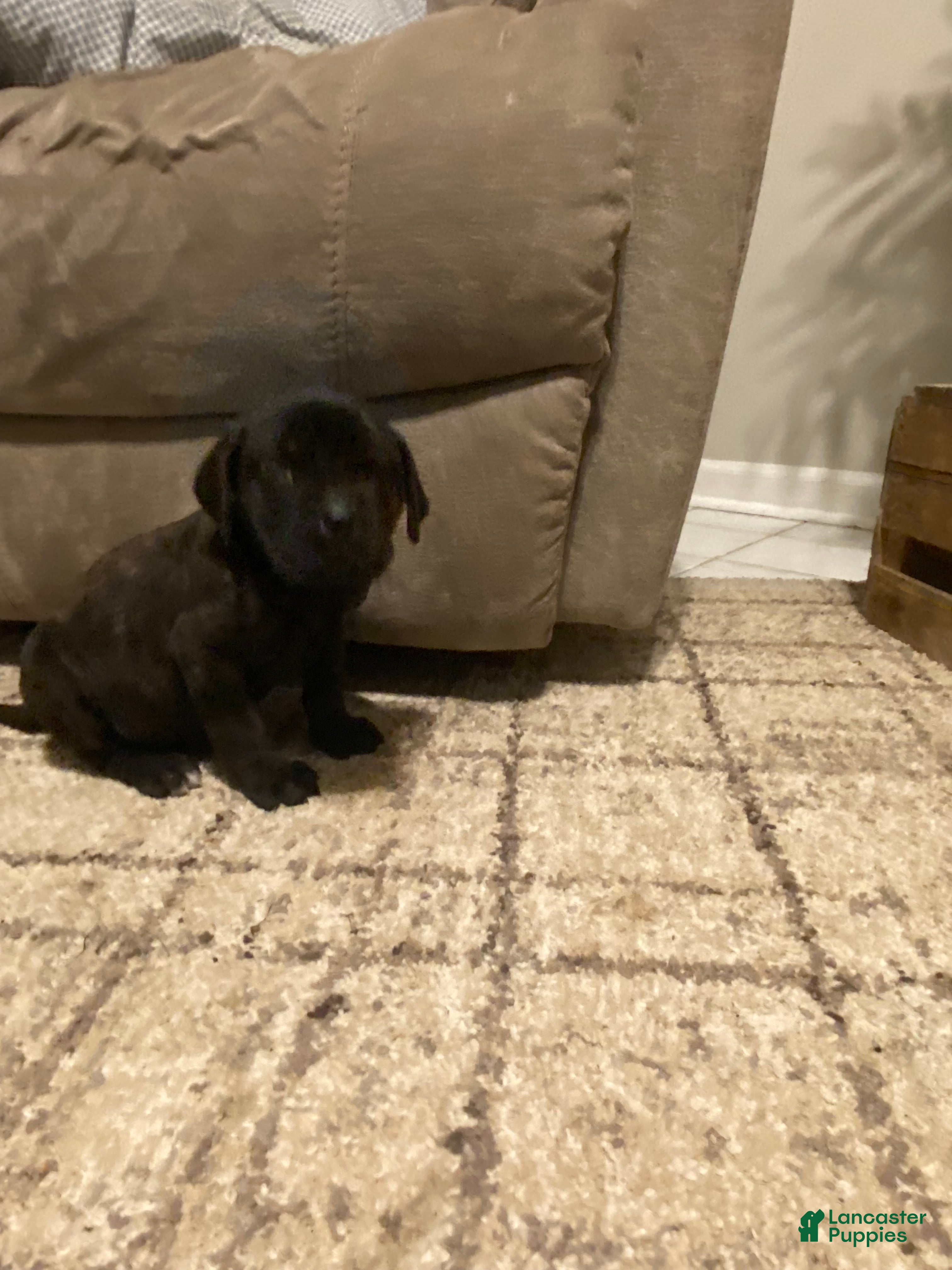 English Mastiff dogs English Mastiff Puppy 1 - Ad 2