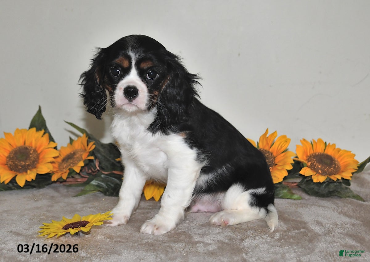 Cavalier King Charles Spaniel dogs Freddie - Ad 2