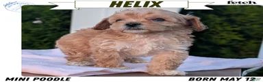Helix 