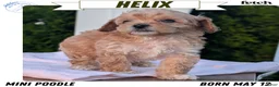 Miniature Poodle dogs for sale: Helix  - Ad 1