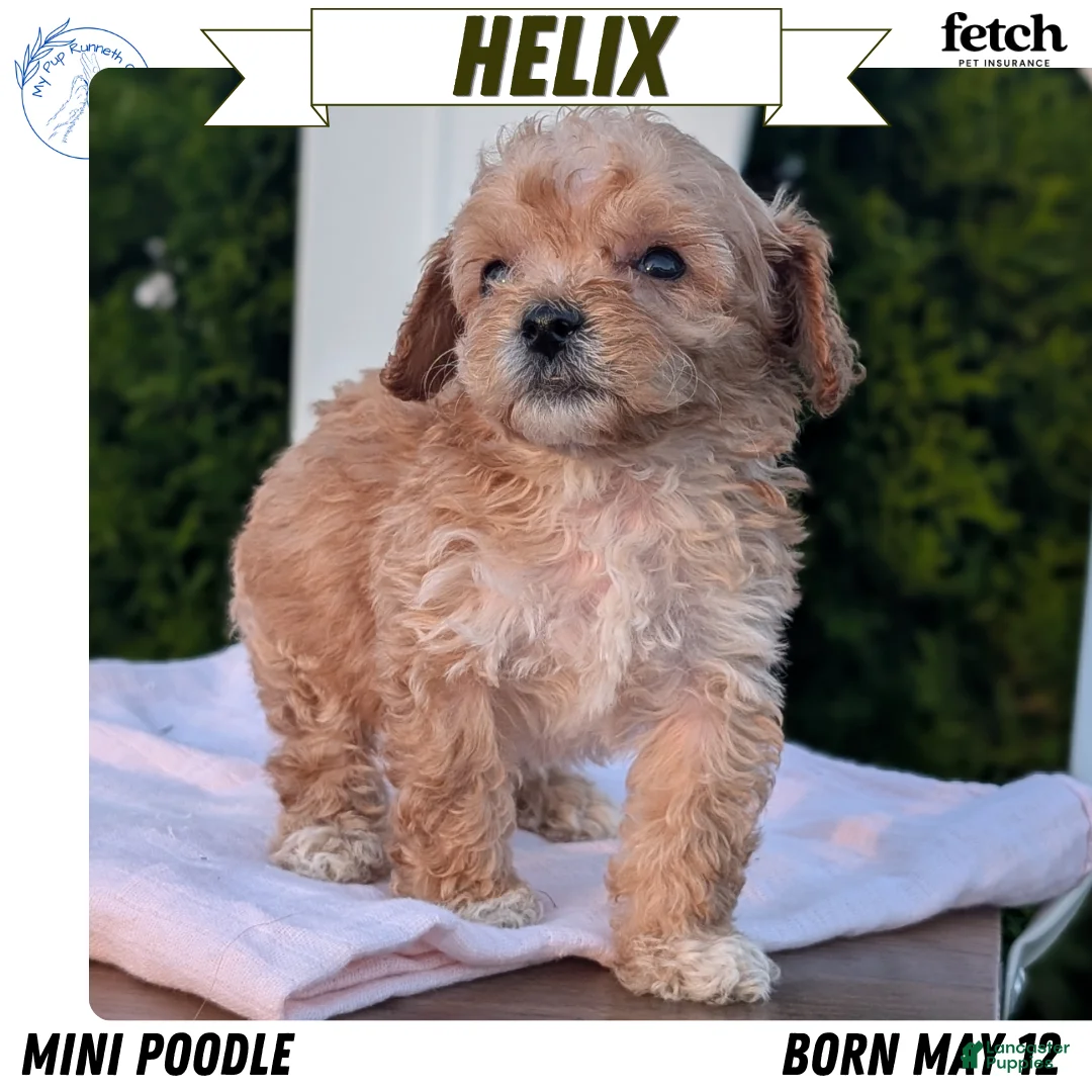 Miniature Poodle dogs for sale: Helix  - Ad 1