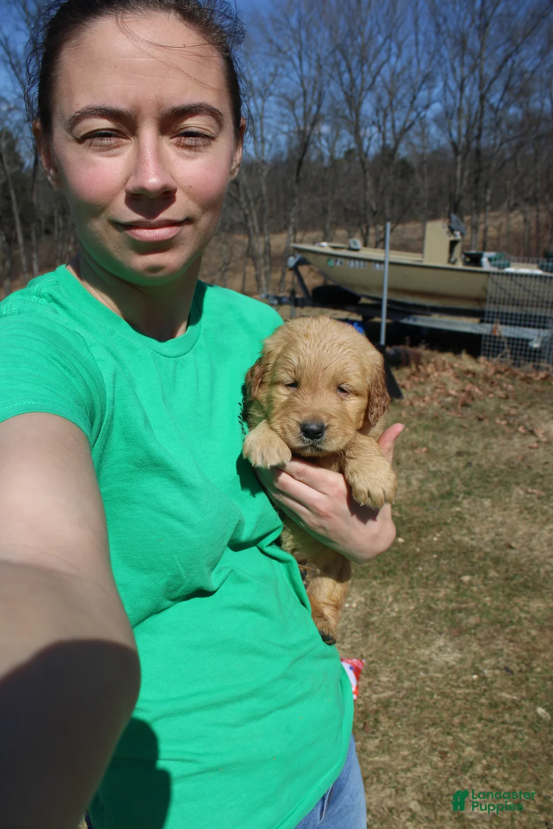 Golden Retriever dogs for sale: Gallon - Ad 2