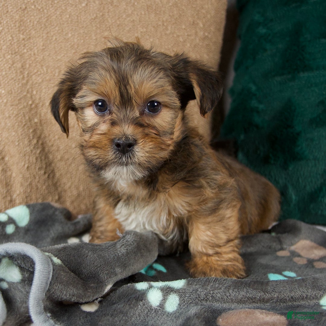 Shorkie dogs for sale: Ian - Ad 1