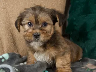 Shorkie dogs Ian - Ad 3