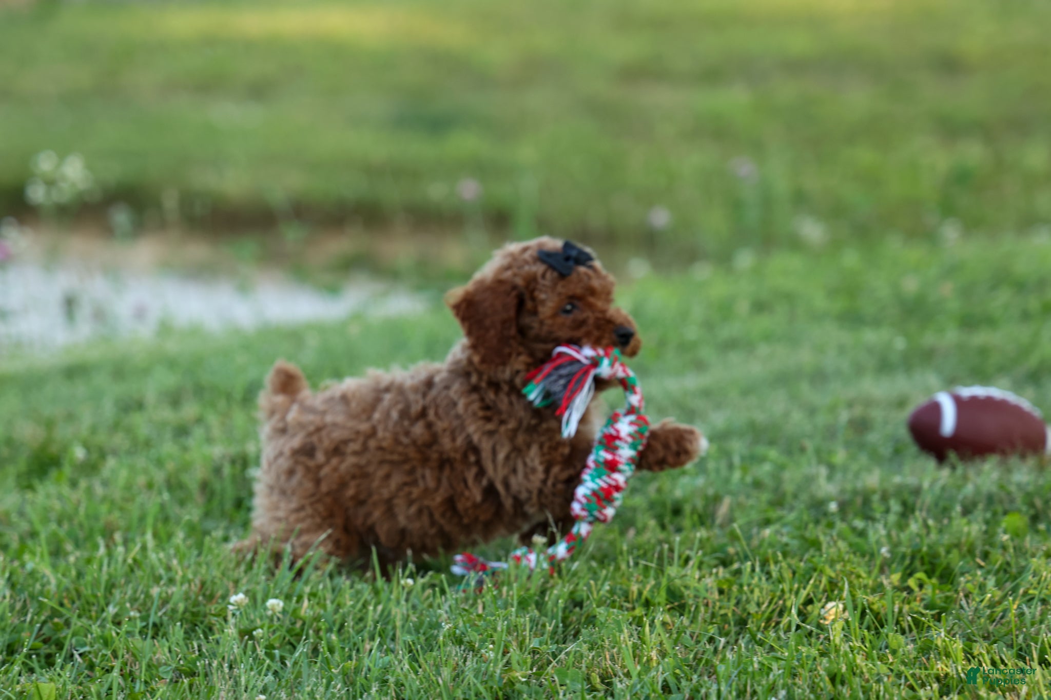 Miniature Poodle dogs  Thor🐾💙 - Ad 1