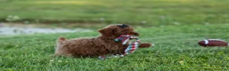 Miniature Poodle dogs for sale:  Thor🐾💙 - Ad 1