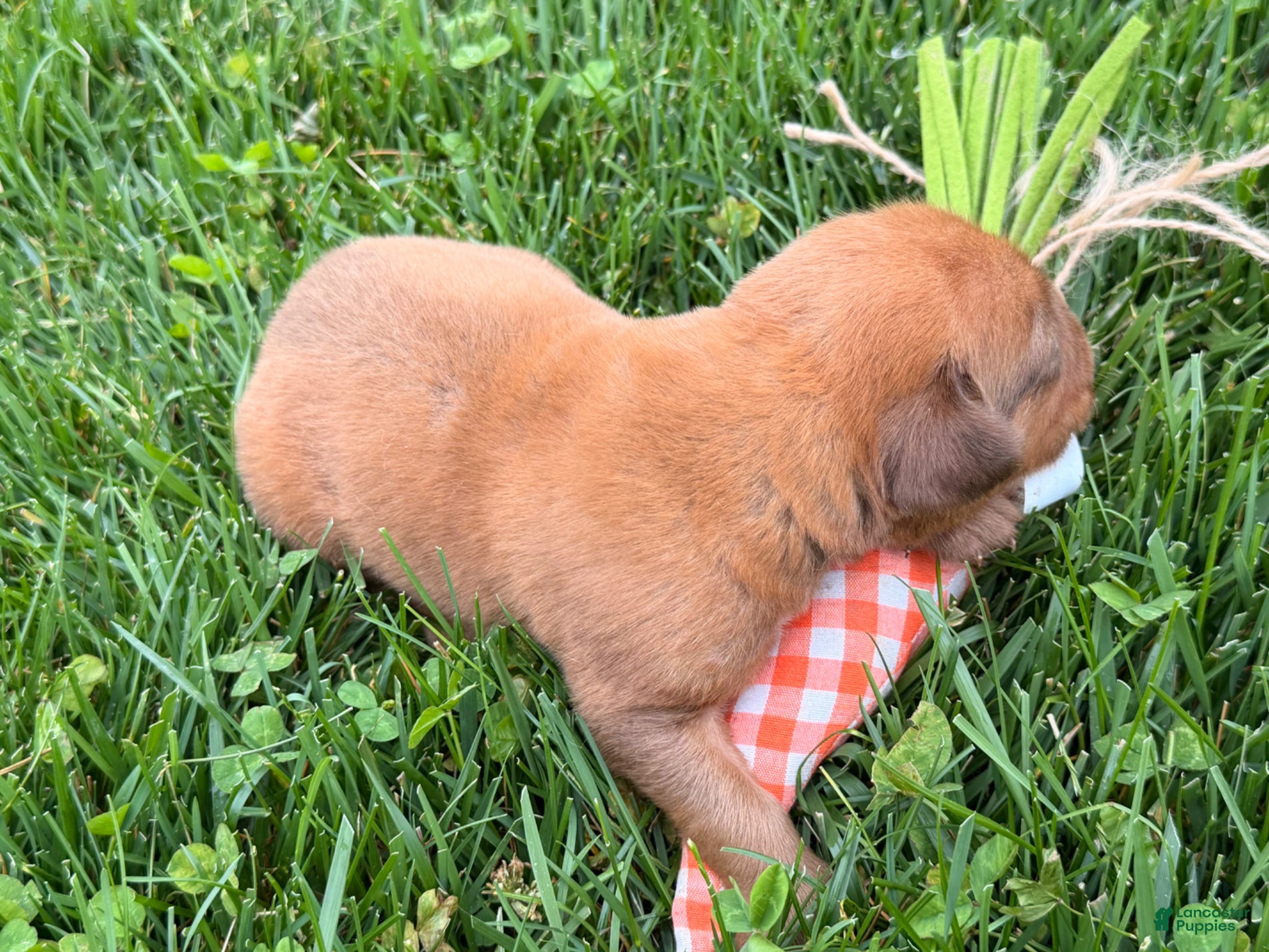 Dogue De Bordeaux dogs for sale: Burkin - Ad 3