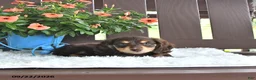 Miniature Dachshund dogs for sale: Kase - Ad 4