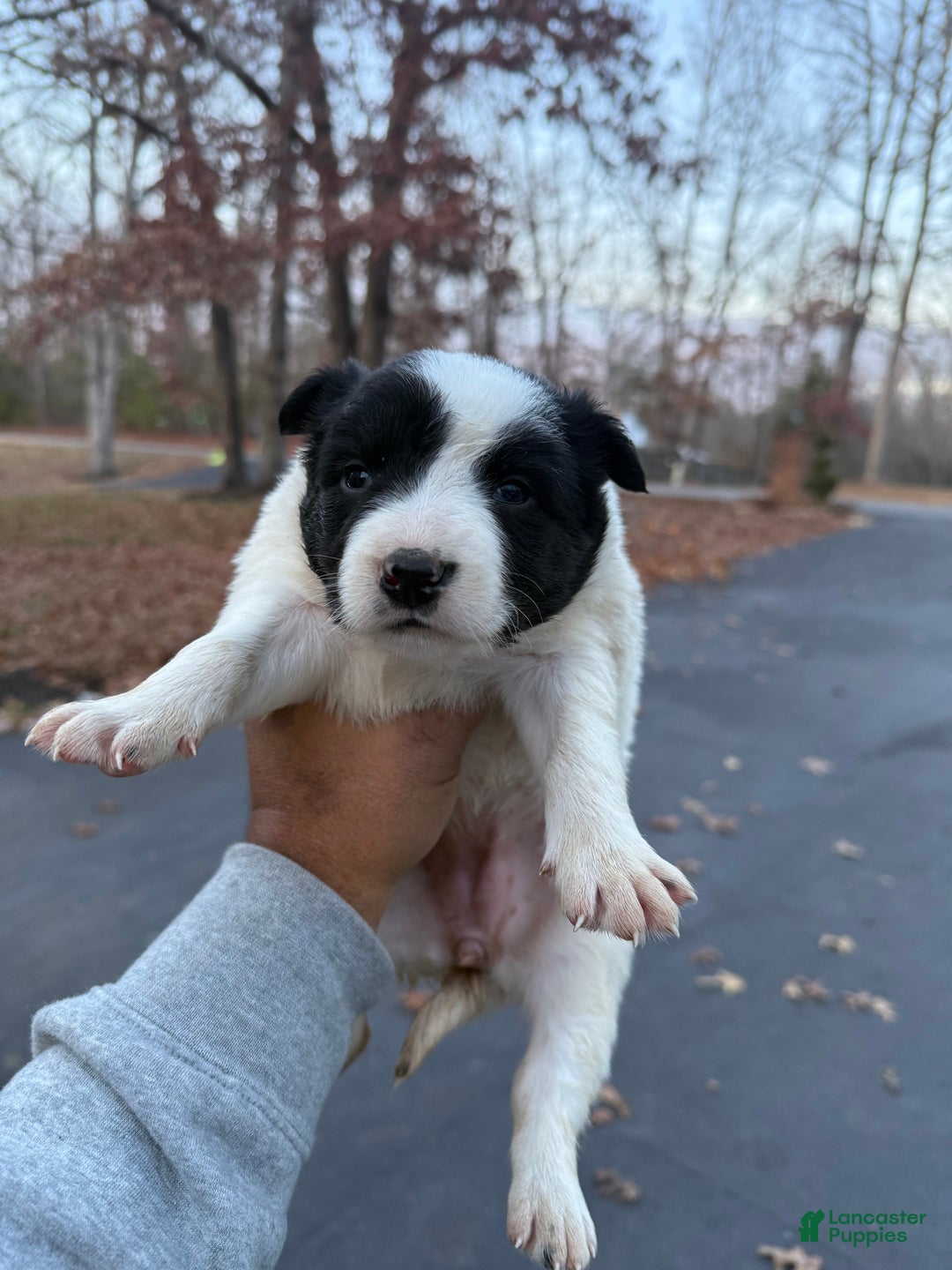 Mixed Breed dogs for sale: Mixed Breed Puppy 2 - Ad 2